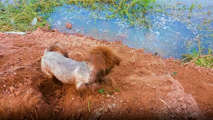 Yokuş Yukarı Tırmanamayan Köpek
