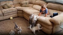 Yavru Köpekler Küçük Çocuğun Üzerine Atlamaya Çalıştı