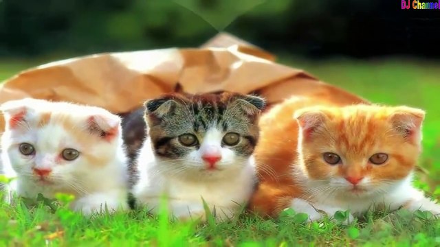 Cún Con Và Mèo Mi - Nhạc Thiếu Nhi Vui Nhộn Hay Nhất