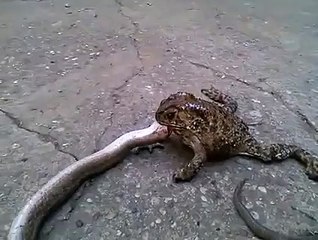 Frog eats a snake
