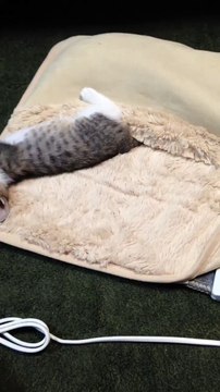 Le jour où ces chatonnes ont découvert l'existence d'un tapis chauffant... (1)