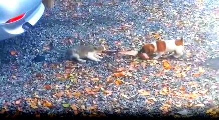 Kedi ve Köpek Yavrusu Ağaç Kabuğunu Paylaşamadı