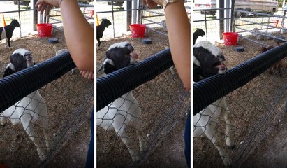 Keçi Yem Verir Gibi Yapıp Vermeyen Kıza Kızdı