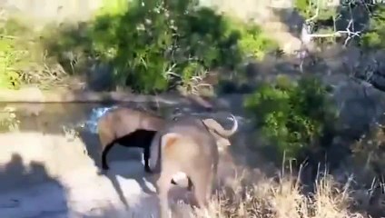 Amazing.. Lion vs Buffalo Headbutts Into the Air!!_(480p)