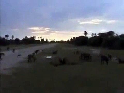 Animal HYENAS VS LIONS LIVE ENEMY ATTACKS TWO REAL WILD wild NEW funny attack