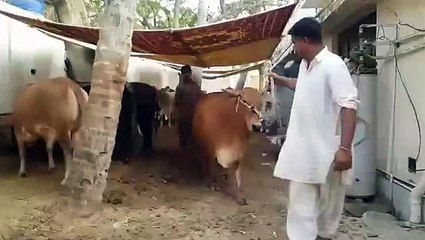 Desi Breed Bachiya Jinnah Cattle 2016 -