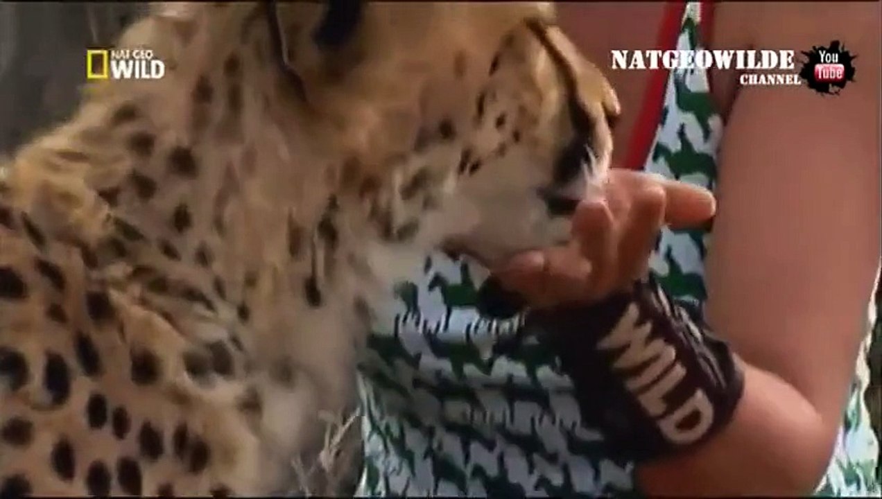 Cheetah attacked reporter