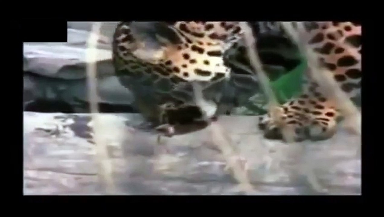 Crocodile vs Jaguar_(360p)
