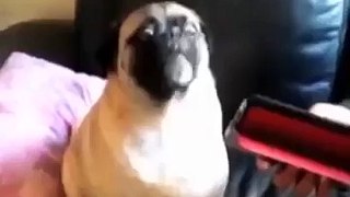 Help I need somebody - pug vine