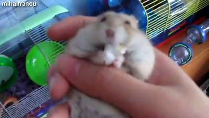 Tiny Hamsters Eating On Their Backs Compilation 2014 [NEW]