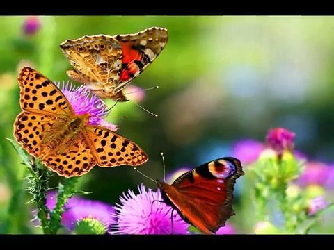 Seslibirnaz.com-Yollarına Karmı Yağdı