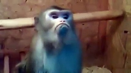 Trip Atan Maymun - Komik videolar - Funny videos