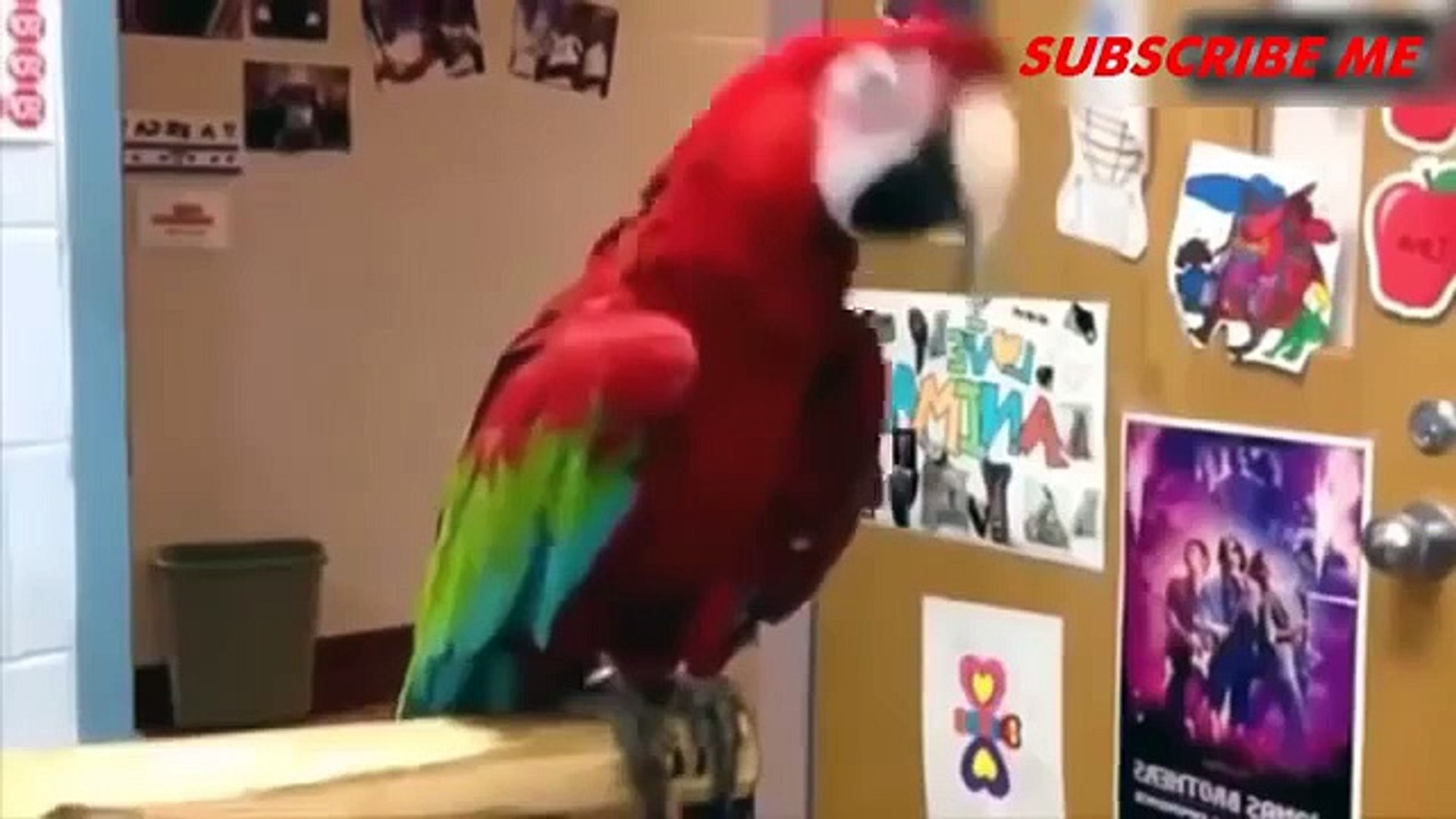 Musical parrots and parakeets impersonators. Funny parrot dancing and parody