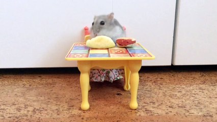 Mouse Plays On Fisher-Price Kitchen Set