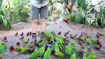 Many Lorikeet parrots. Tourists feed the parrot Lorikeet