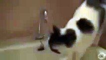 Unusual thirst quenching. Funny cat drinks water from the tap
