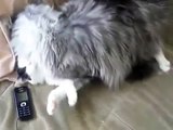 Maine Coon cat and normal. Fight with the Maine Coon cats