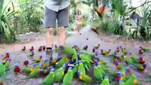 Muitos papagaios Lorikeet. Turistas alimentar o papagaio de Lorikeet
