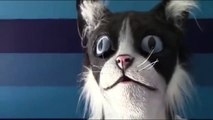 Chats vs Masque de Chat