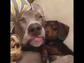 Chết cười với thánh lồng tiếng này