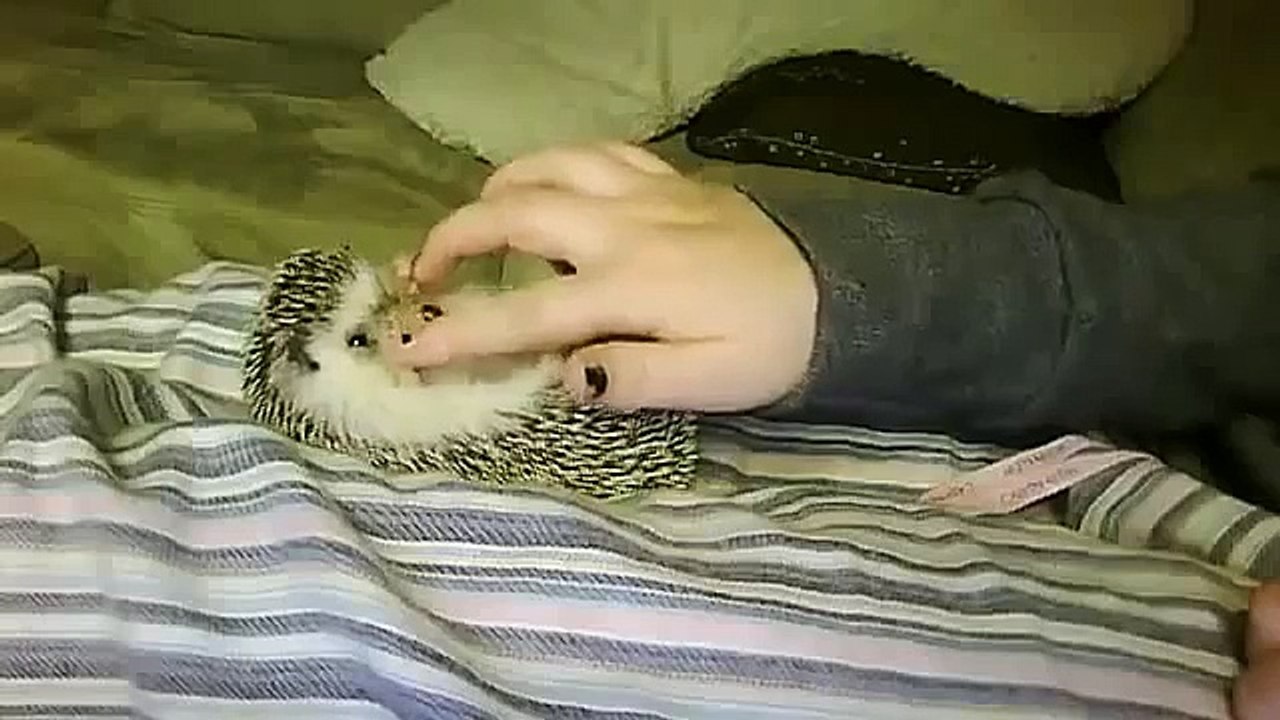 Pequeño ezhonok. erizo divertido