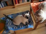 Masaje para los gatos. Gatos divertidos aman cepillo de masaje