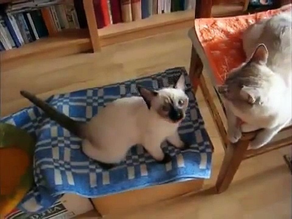 Masaje para los gatos. Gatos divertidos aman cepillo de masaje