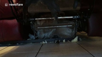 Never let raccoons nest in your sofa