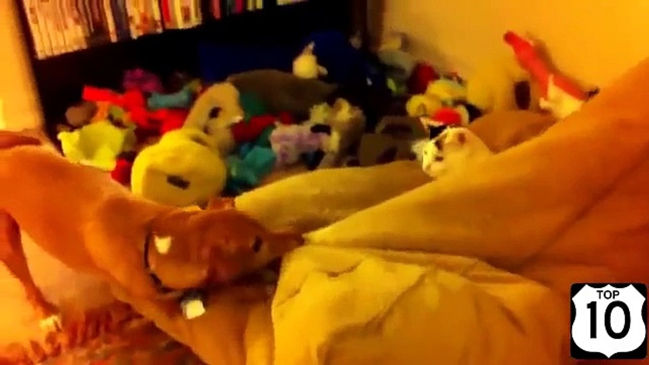 Gatos Brazen invasores. Diversión y divertidas camas para perros gato ocupados