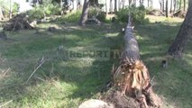 Report TV - Fier, erërat e forta dëmtojnë 2 hektarë pyje me pisha