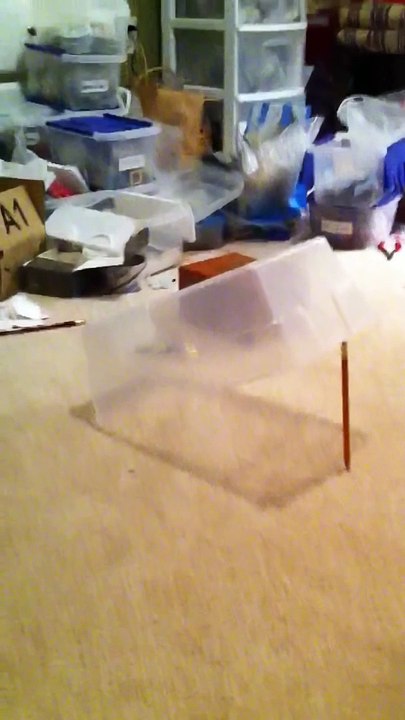 Piège à chat