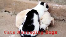 Ungewöhnliche Masseure. Lustige Katzen tun Massage der Hunde