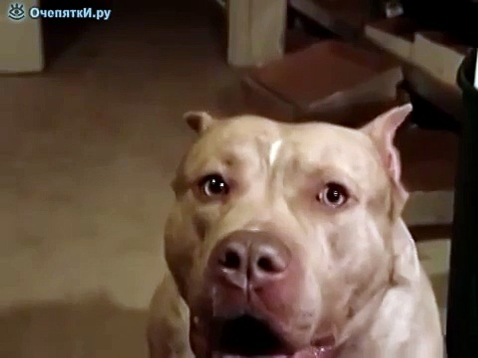 Самый злой пес в мире