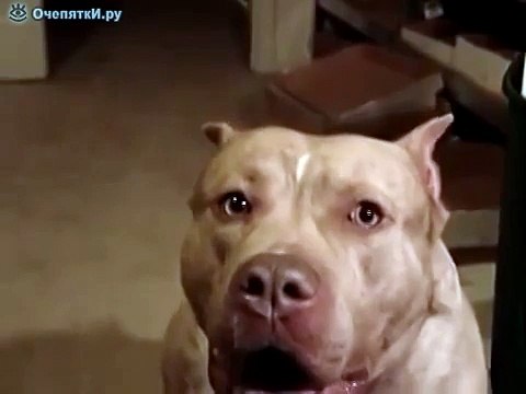 Самый злой пес в мире