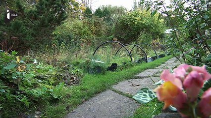 Des plantes déboussolées par le changement climatique