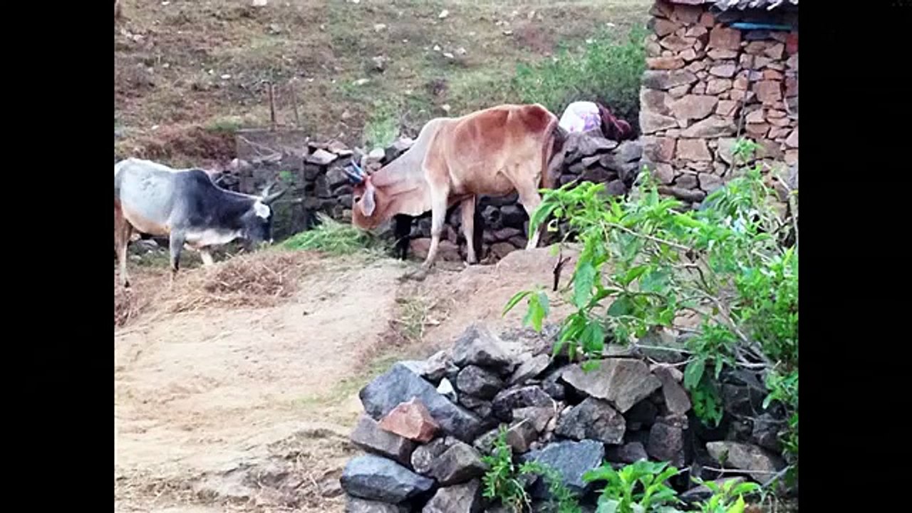 Виктор Ефимов. Поездка в Индию или медитация по-русски