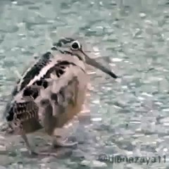 Paas Wo Aane Lage Jara Jara Funny Moves By Ullu