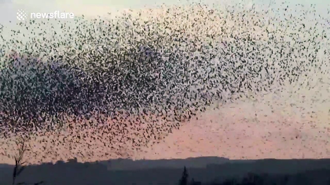 Beautiful flock of starlings at sunset