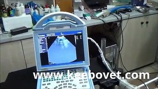 Ultrasound examination in cat by veterinarian