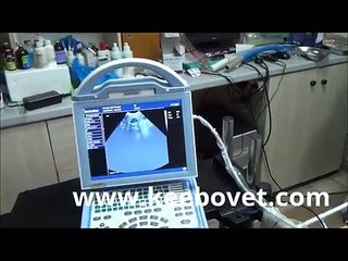 Ultrasound examination in cat by veterinarian