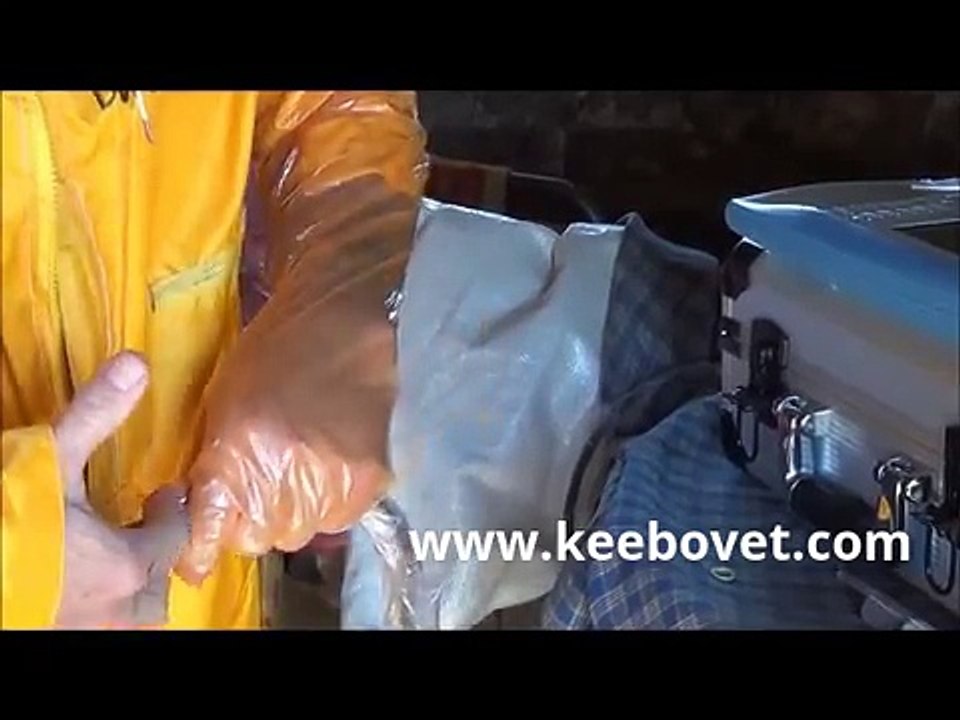 Dairy cow pregnancy 90 days diagnosed with ultrasound