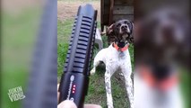 Dog Chases Laser Pointer | Where Can I Buy That?