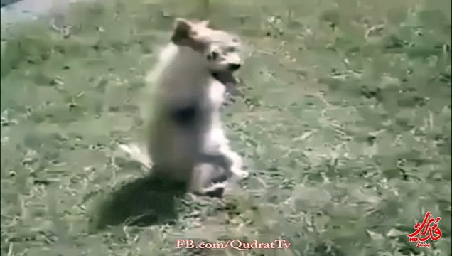 The Miracle Of ALLAH, Mojza, Qudrat ALLAH Ki Karishma