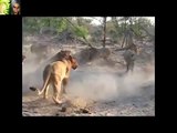 New Male Lions Fight 2016 Clips