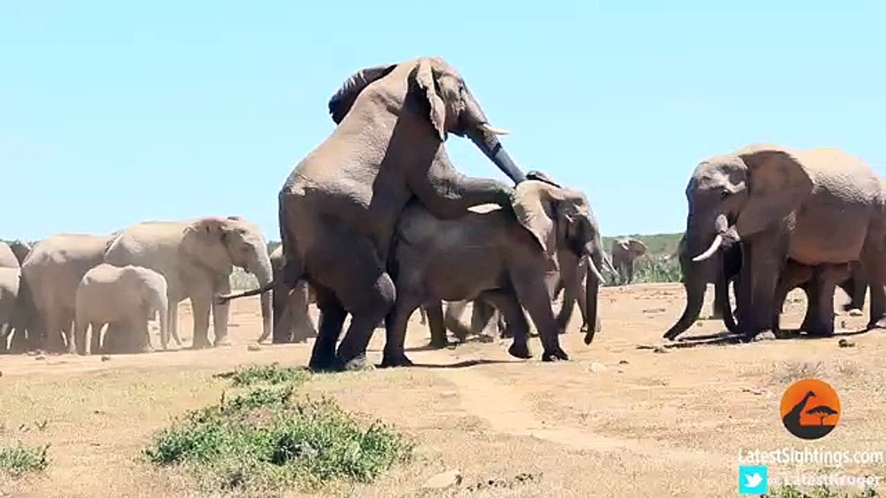 MatingElephants