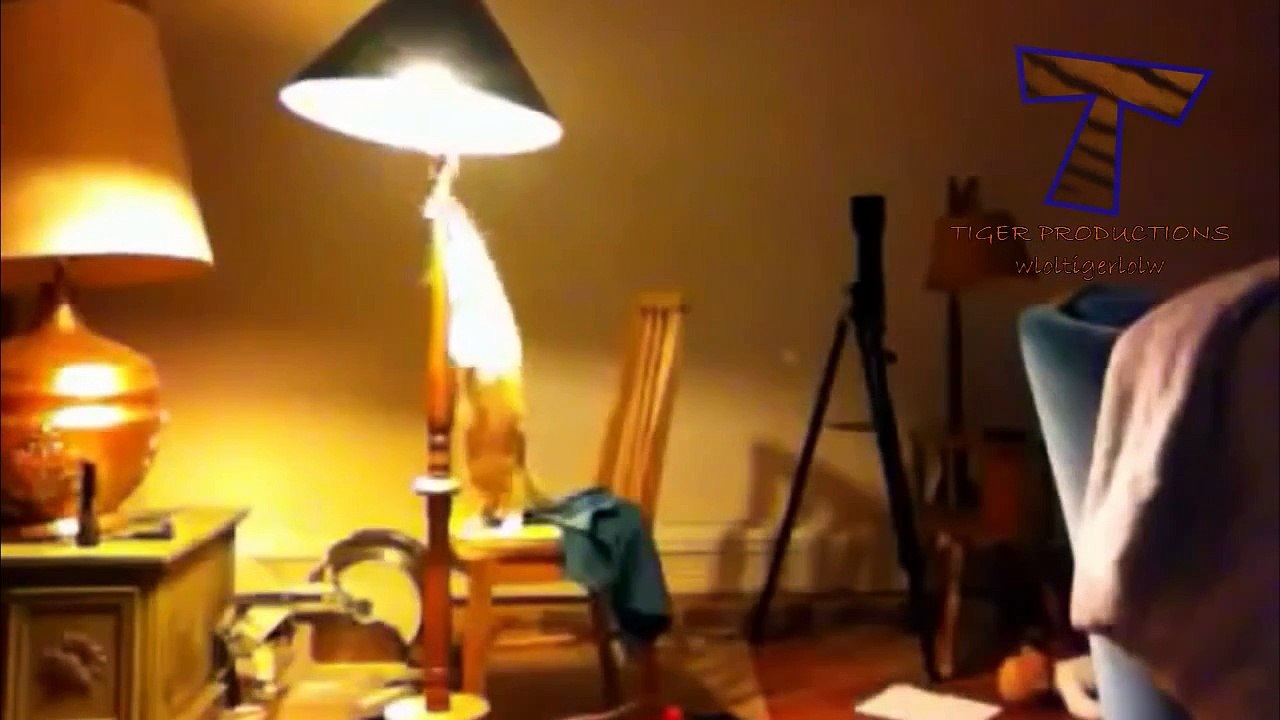 Des chats sans-gênes