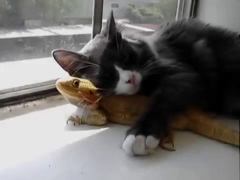 Maître chat, sur son promontoire perché, tenait en ses griffes un lézard...