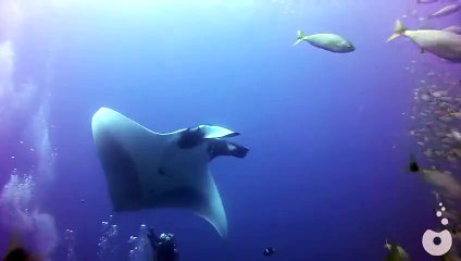 Dalgıçların Karşısına Çıkan Dev Balık - Komik videolar - Funny videos