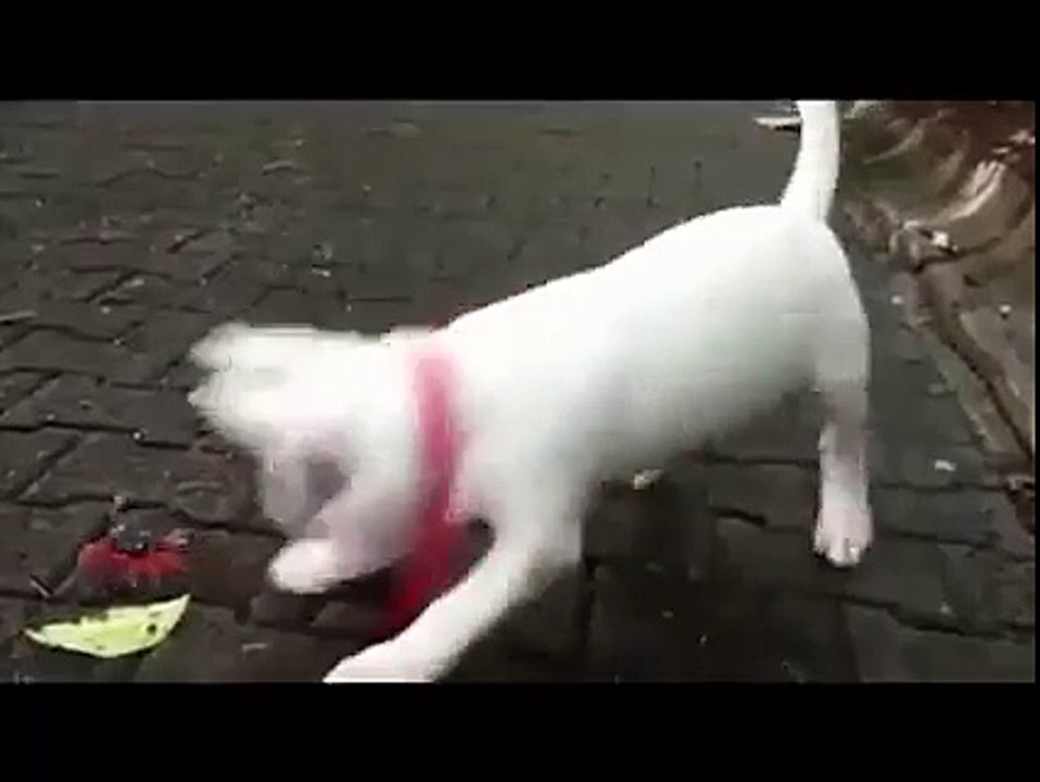 Doggie vs Crabby