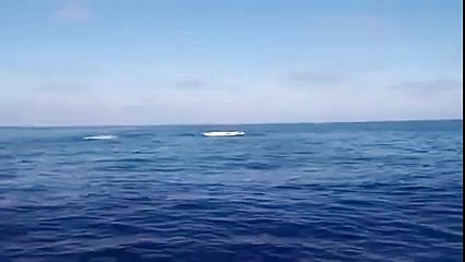 Here's the proof that sharks can fly! Don't believe it